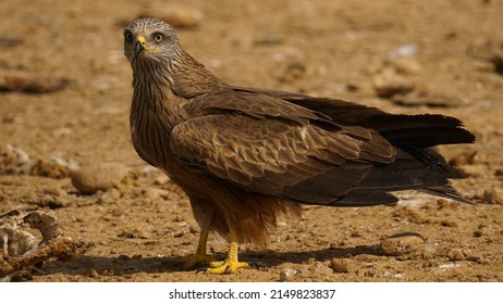  Black Kite.