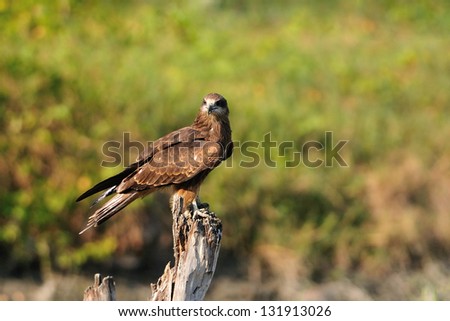 Black kite