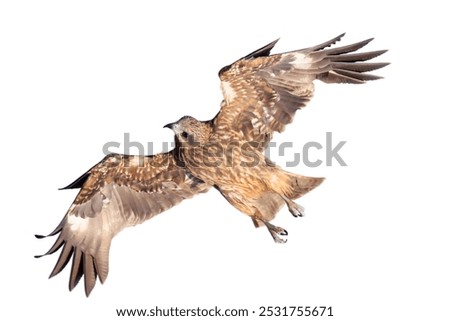 Similar – Awesome bird of prey in flight