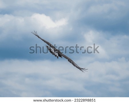 Black kite bird of prey flying gliding in a cloudy blue sky from behind