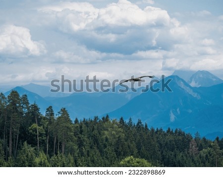 Black kite bird of prey flying in front of an alpine forest mountain landscape cloudy sky gliding