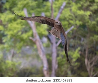 Black kite bird of prey in full flight seen in natural habitat