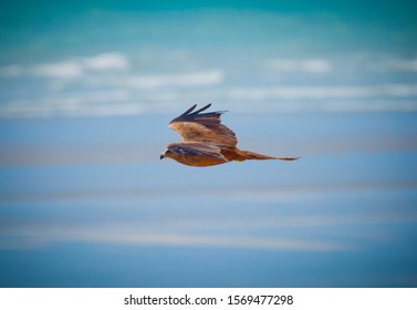 Black Kite, Bird of prey on the wing flying in front of ocean wings outstretched. Hunting for food.
