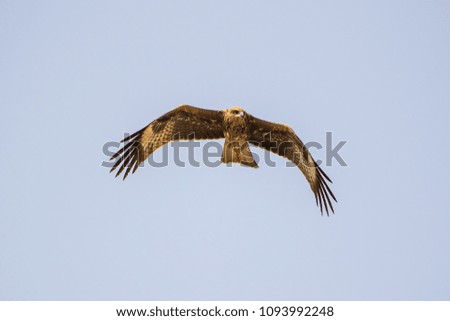 Similar – Awesome bird of prey in flight