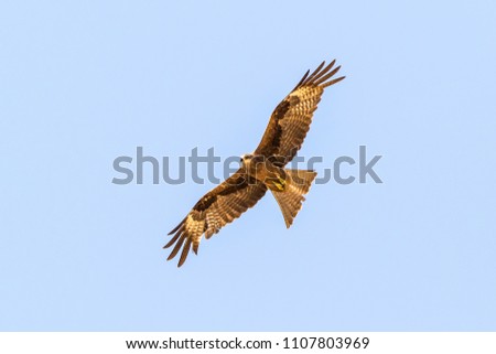 Black Kite in flight