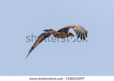 Similar – Awesome bird of prey in flight