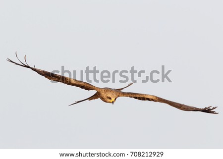 Similar – Awesome bird of prey in flight