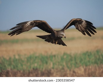 Black Kite in flight (Milvus migrans), PNG, isolated on blurred background 