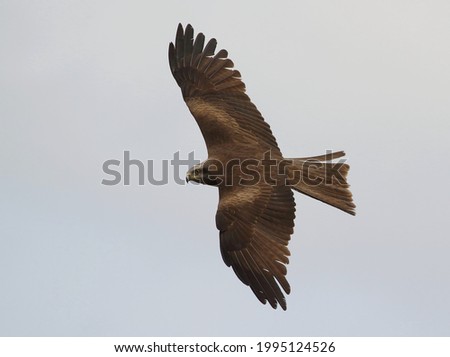 Black kite in flight, top and side view.