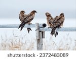 Black kite flock group, Milvus migrans, sitting on the pipe tube fence during winter, Hokkaido in Japan. Forest in background, wildlife from Asia. Snow in winter with grass.