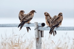 Black Kite Flock Group, Milvus Migrans, Sitting On The Pipe Tube Fence During Winter, Hokkaido In Japan. Forest In Background, Wildlife From Asia. Snow In Winter With Grass.