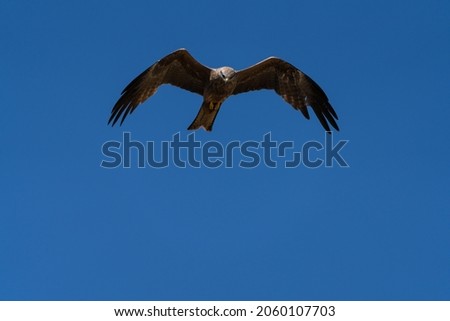 Similar – white-tailed eagle Hunting