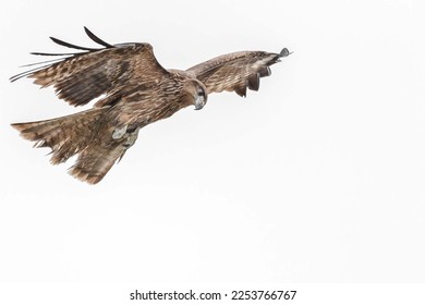 Black kite flying on a white background - Shutterstock ID 2253766767
