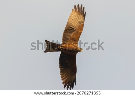 Similar – Awesome bird of prey in flight