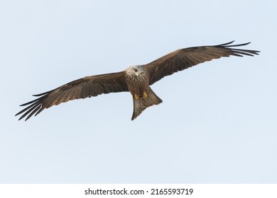 Black Kite Gliding Against Blue Sky, Looking For Food