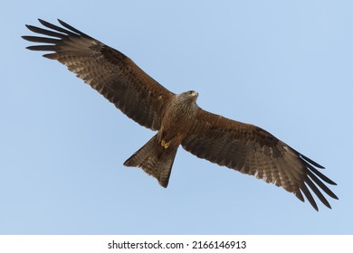 Black Kite Gliding Against Blue Sky