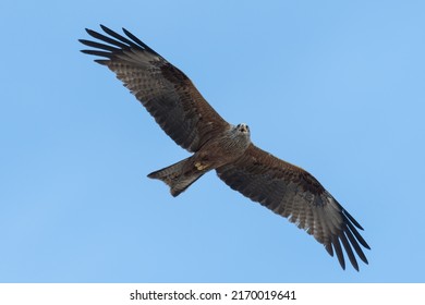 Black Kite Gliding Against Blue Sky