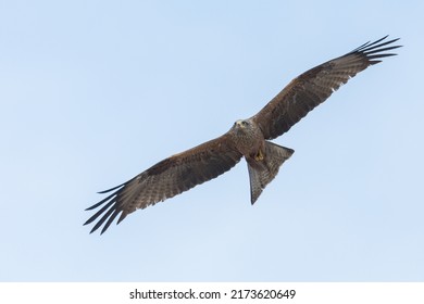 Black Kite Gliding Against Blue Sky