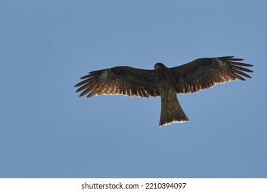 Black Kite Is Gliding In The Blue Sky, Opening Its Wings, Looking Downward.