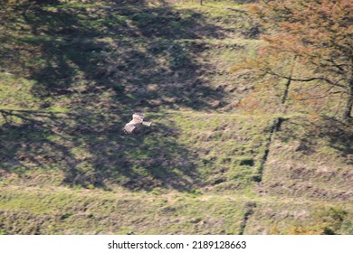 A Black Kite Gliding At Fast.