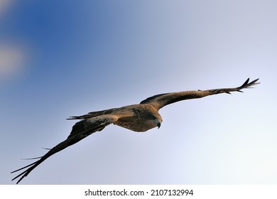 A Black Kite Gliding Gracefully In The Blue Sky