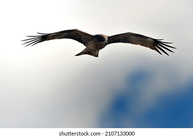 A Black Kite Gliding Gracefully In The Blue Sky