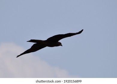 A Black Kite Gliding Majestically In The Sky