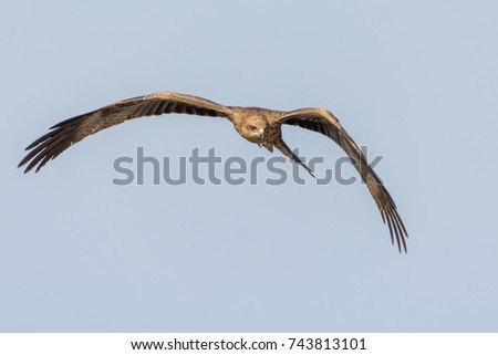 Similar – Awesome bird of prey in flight