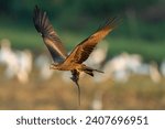The black kite hunting. The hawk (Black kite) conservation area is home to black kites that hunt field mice.