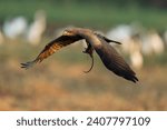 The black kite hunting. The hawk (Black kite) conservation area is home to black kites that hunt field mice.