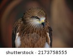 A black kite, Milvus migran, sits in the zoo enclosure and stares intently to the right. Close-up.