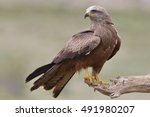 Black Kite Milvus migrans