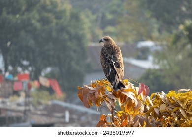 A black kite (Milvus migrans) bird is sitting on a tree branch. This bird is locally known as Bhubon Chil in Bangladesh. 