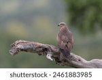 Black kite (Milvus migrans) Ciudad Real, Spain