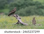 Black kite (Milvus migrans) Ciudad Real, Spain