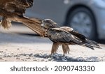 Black Kite (Milvus migrans) eagle bird having food at road side in busy city space.