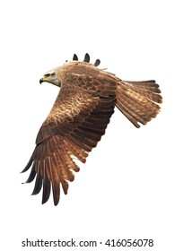 Black kite (Milvus migrans) in flight isolated on a white background - Shutterstock ID 416056078
