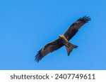 Black kite Milvus migrans flying 