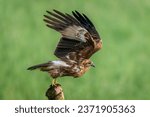 The black kite (Milvus migrans) is a medium-sized bird of prey in the family Accipitridae, which also includes many other diurnal raptors.