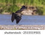 The Black Kite (*Milvus migrans*) is a medium-sized bird of prey, known for its dark plumage, forked tail, and soaring flight. It inhabits diverse habitats worldwide, often near water.