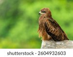 The black kite (Milvus migrans) is one of the most abundant members of the Accipitridae family of raptors, and are well-settled urban dwellers