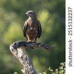 Black Kite (Milvus migrans) photographed in Spain