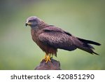 Black kite (Milvus migrans) resting on a rock in its habitat