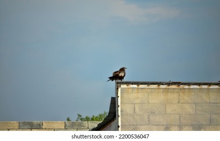 The Black Kite (Milvus Migrans) As A Synanthropic Bird Of Prey And Scavenger Inhabits The Suburbs, Stress Tolerant Species. A Bird Waiting For Cattle Waste Near A Slaughterhouse