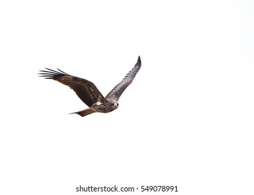 Black Kite Or Pariah Kite  Flying On White Background