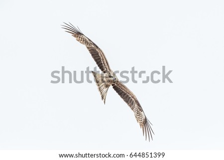 Similar – Awesome bird of prey in flight