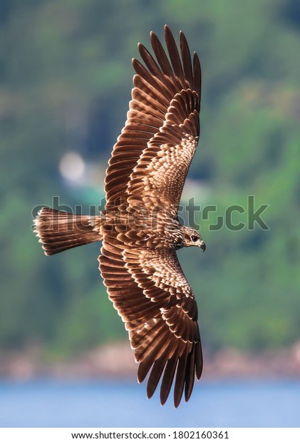 Black kite resident bird of Thailand which could\
be find in mangrove Nature\
