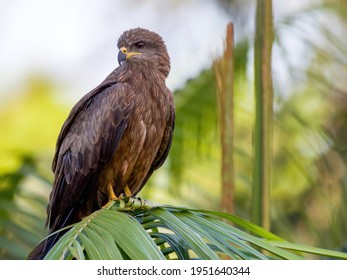 Black Kite, Weipa, Cape York Australia