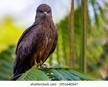 Black Kite, Weipa, Cape York Australia