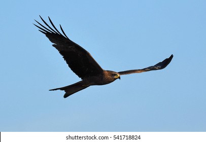 Black Kite.Very Rare Bird Of Thailand.